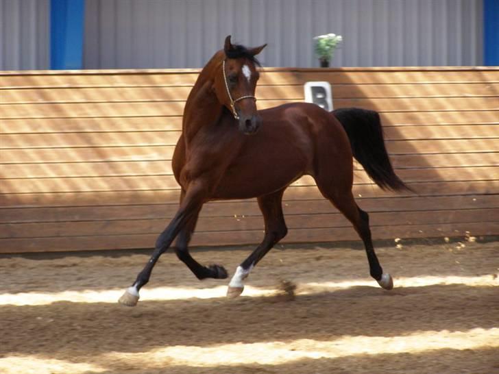 Arabisk fuldblod (OX) mb karatt  billede 5