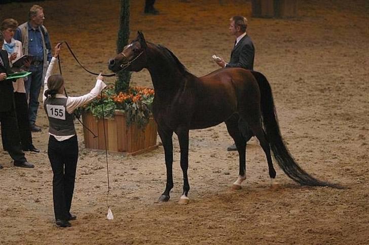 Arabisk fuldblod (OX) mb karatt  billede 6