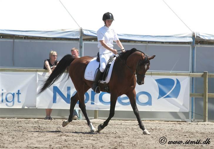 Arabisk fuldblod (OX) mb karatt  billede 7