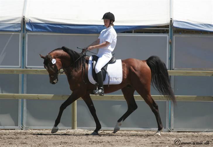 Arabisk fuldblod (OX) mb karatt  billede 8