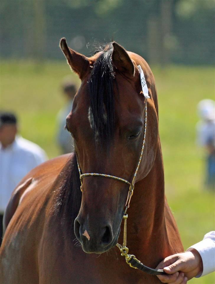 Arabisk fuldblod (OX) mb karatt  billede 9