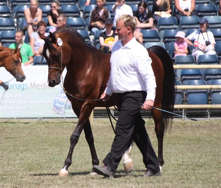 Arabisk fuldblod (OX) mb karatt  billede 10