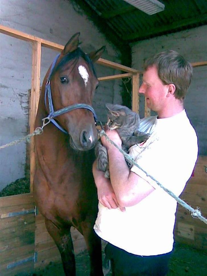 Arabisk fuldblod (OX) mb karatt  billede 11