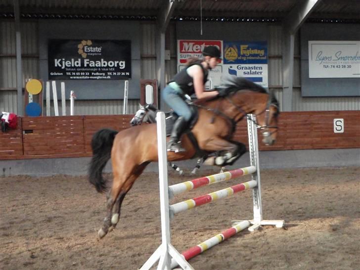 Hollandsk Sportspony Patty  RIP - 16# Spring-undervisning billede 16