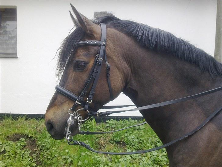 New Forest Bjørndal's Artist - På vej til konfirmation, med kandar :D billede 14