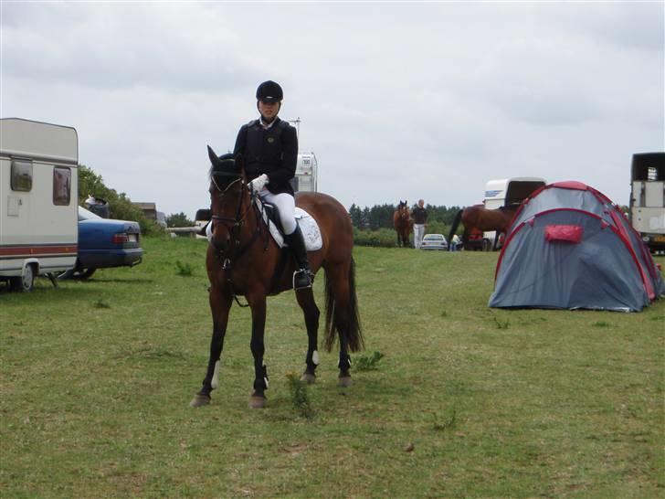 Hollandsk Sportspony Patty  RIP - 17# Springstævne billede 17