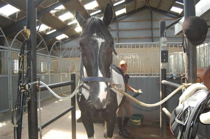 Pinto  Pinkas<3 Solgt - Lidt hygge på Birkedommergård billede 13