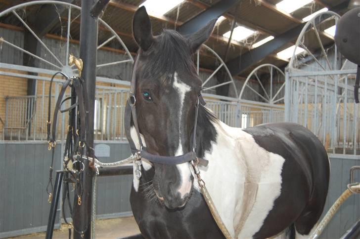 Pinto  Pinkas<3 Solgt - Lidt hygge på Birkedommergård billede 14