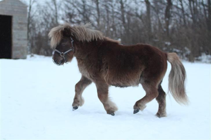 Shetlænder Lukas  - Lille Præmie pony ;) D. 12/1-10 Foto: Mig billede 16