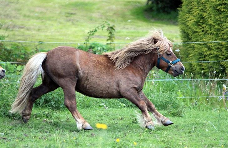 Shetlænder Lukas  - Lukas og Mulle leger lige en lille tag-fat på folden Foto: Mig billede 18