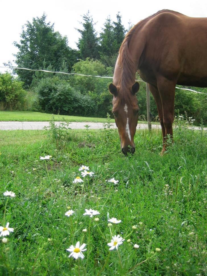 Dansk Varmblod OREBO'S ASRA - Sommeren o8, jeg kan godt se dig!   Billed taqet af Christina Lindberg. billede 5