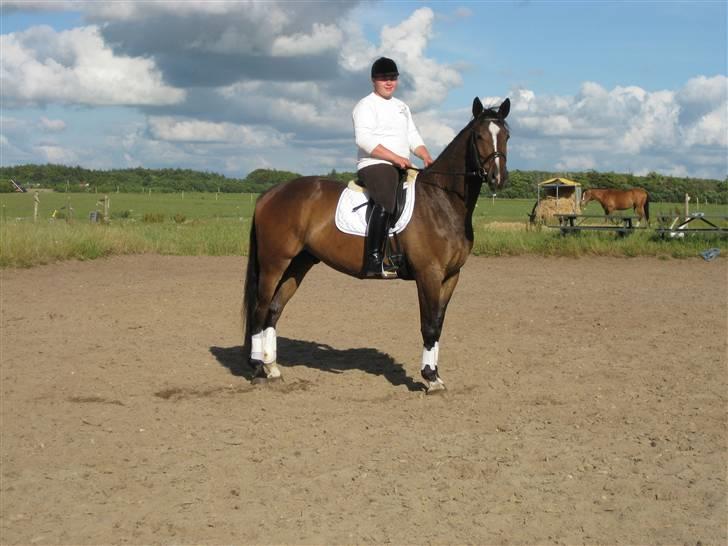 Dansk Varmblod West Side Wonder Choice *R.I.P.* billede 10