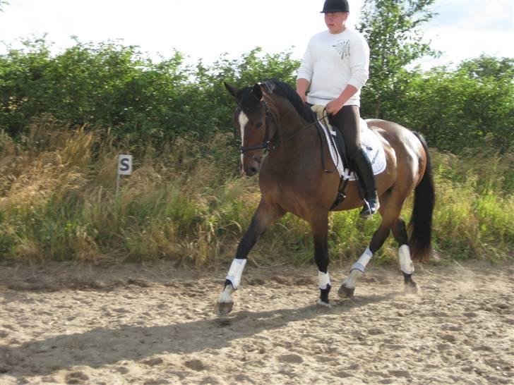 Dansk Varmblod West Side Wonder Choice *R.I.P.* billede 11