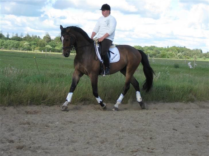 Dansk Varmblod West Side Wonder Choice *R.I.P.* billede 12