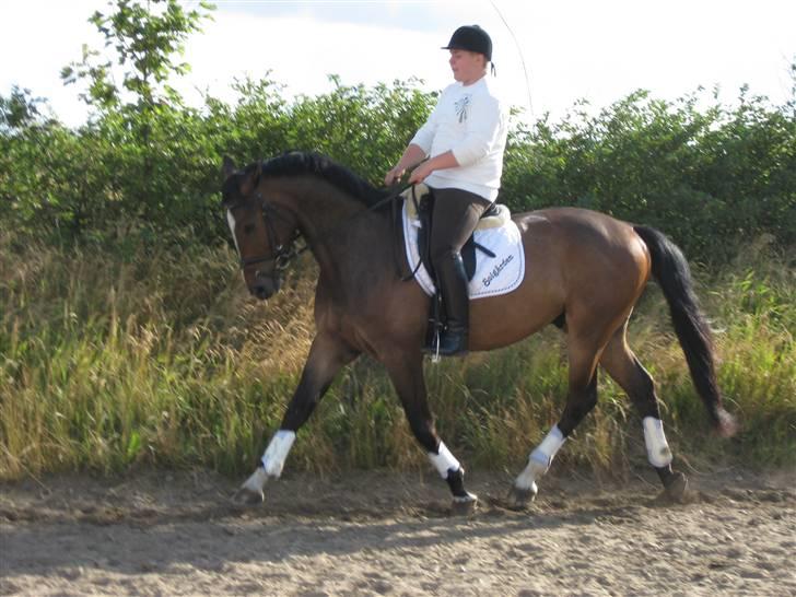 Dansk Varmblod West Side Wonder Choice *R.I.P.* billede 13