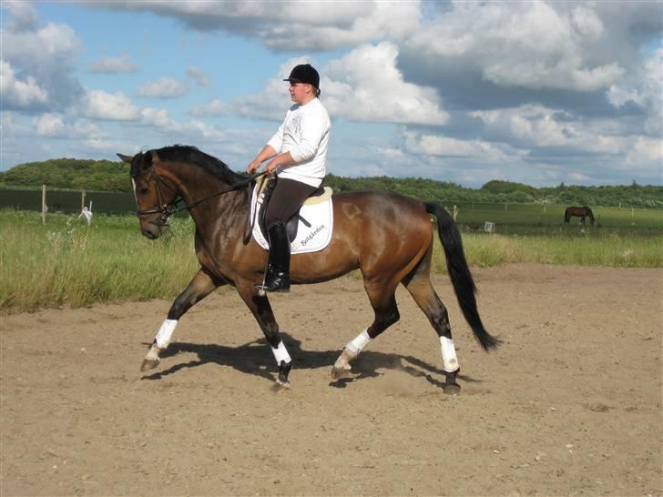 Dansk Varmblod West Side Wonder Choice *R.I.P.* billede 14