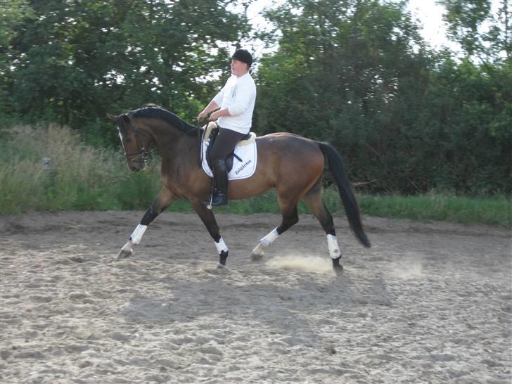 Dansk Varmblod West Side Wonder Choice *R.I.P.* billede 15