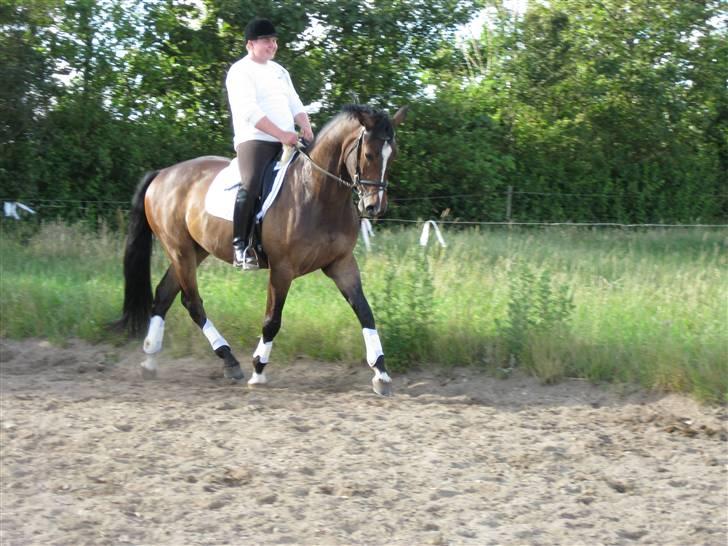 Dansk Varmblod West Side Wonder Choice *R.I.P.* billede 16