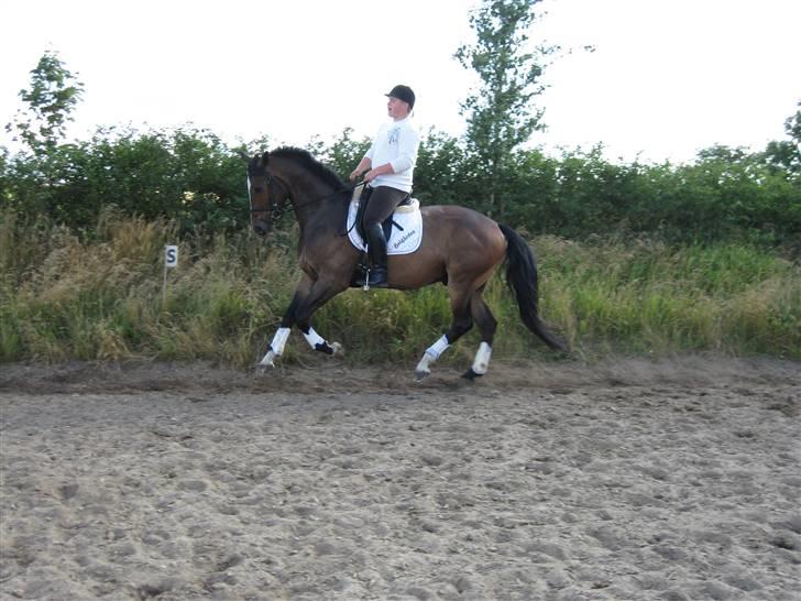 Dansk Varmblod West Side Wonder Choice *R.I.P.* billede 17