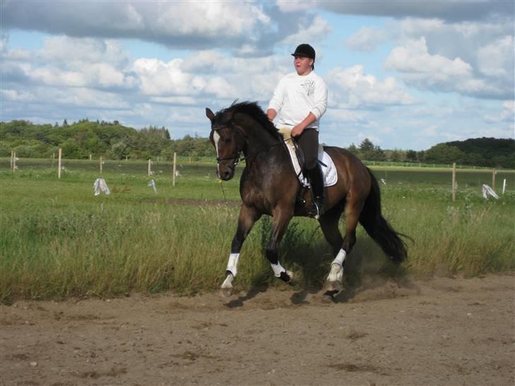 Dansk Varmblod West Side Wonder Choice *R.I.P.* billede 18