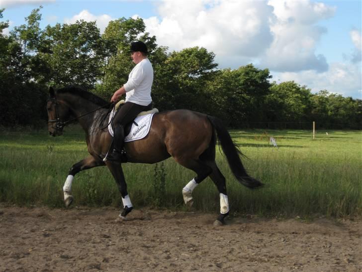 Dansk Varmblod West Side Wonder Choice *R.I.P.* billede 19