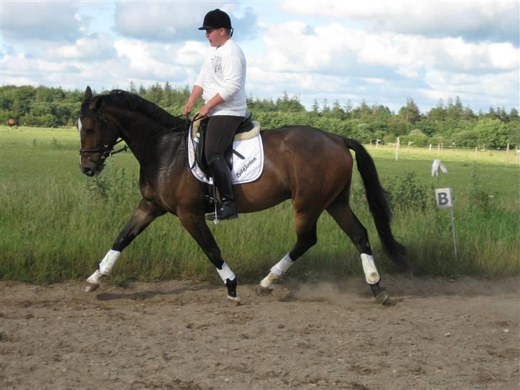 Dansk Varmblod West Side Wonder Choice *R.I.P.* billede 20