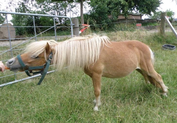 Shetlænder Mulle - Mulle kan bestemt også stå som en rigtig Tennesse Walking Horse så længe der er mad :)  Taget den 14/7-08 - Foto: Mig billede 13