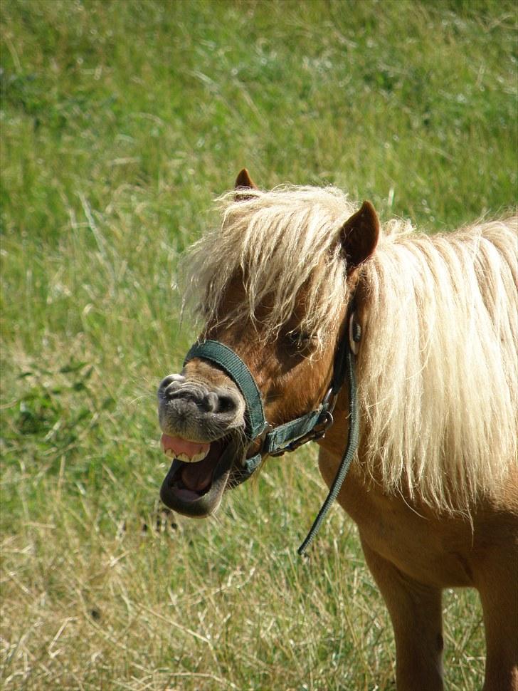 Shetlænder Mulle - kommen til min profil med et Smil ! :D - Foto Pia  billede 15