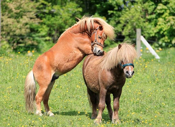 Shetlænder Mulle - FANGET !!! D. 27/5-10 Foto: Mig billede 16