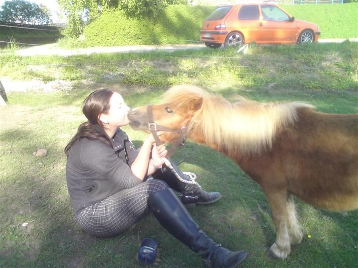 Shetlænder Mulle - Får lige et kys af Mulle :) Foto: Dennis billede 17