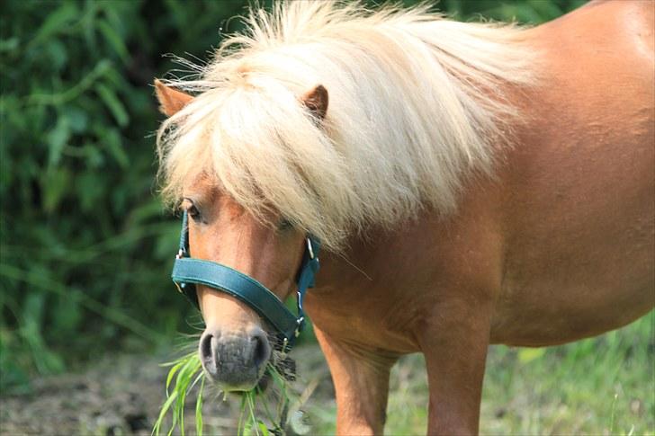 Shetlænder Mulle - Mulle spiser dejlig græs :) 29/6-10   Foto: Mig billede 18