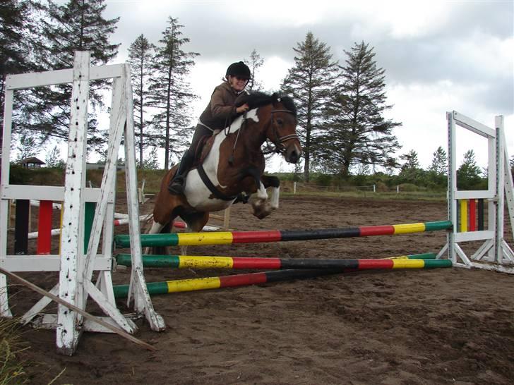 Anden særlig race sweet Pinto#SOLGT# billede 1