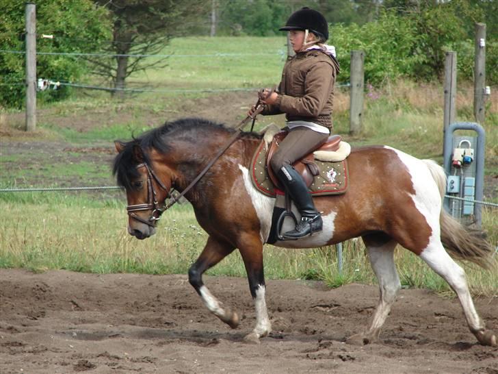 Anden særlig race sweet Pinto#SOLGT# billede 2