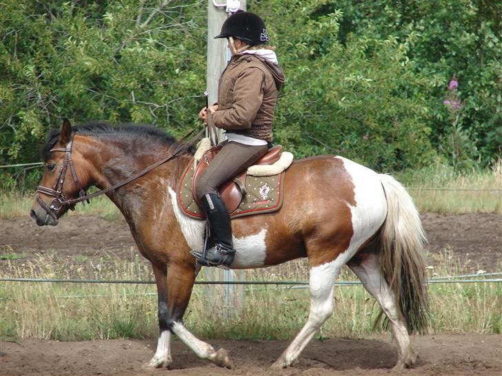 Anden særlig race sweet Pinto#SOLGT# billede 3