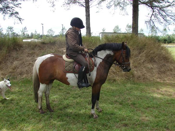 Anden særlig race sweet Pinto#SOLGT# billede 4