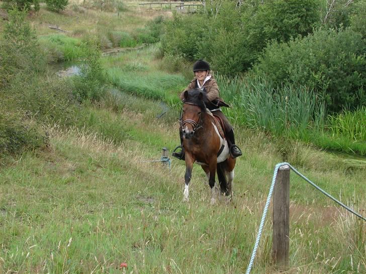 Anden særlig race sweet Pinto#SOLGT# billede 5