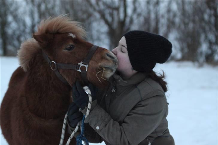 Shetlænder Mulle - Mulle giver mig et kys <3 .. 12/1-10 Foto: Annmette billede 19