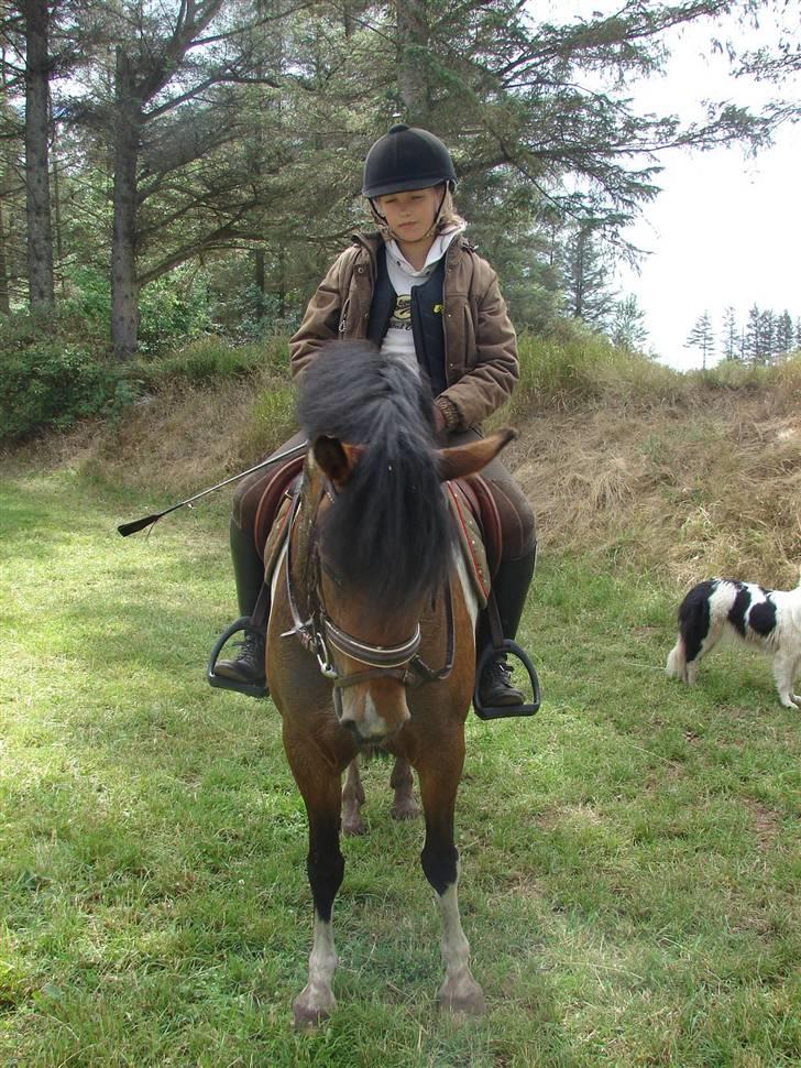 Anden særlig race sweet Pinto#SOLGT# billede 6