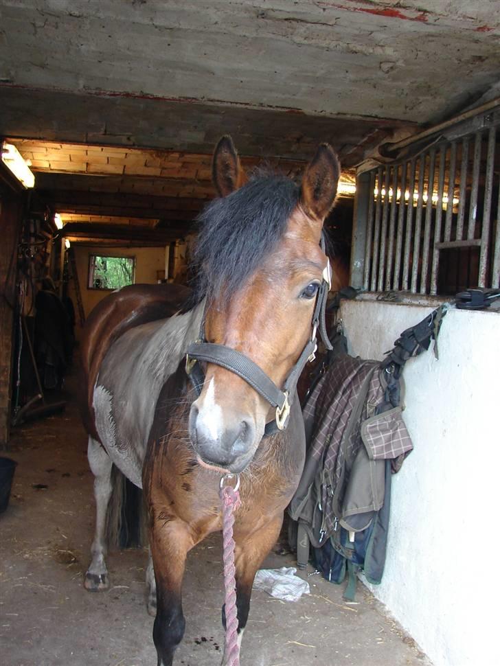 Anden særlig race sweet Pinto#SOLGT# billede 7