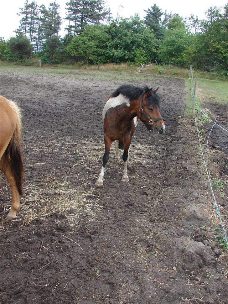 Anden særlig race sweet Pinto#SOLGT# billede 8