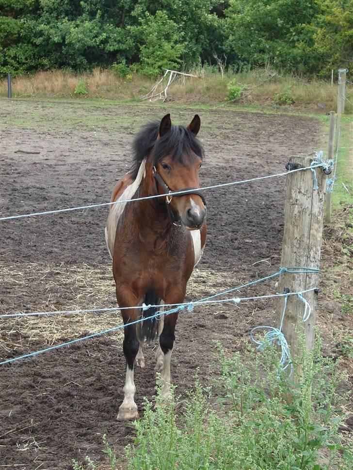 Anden særlig race sweet Pinto#SOLGT# billede 9