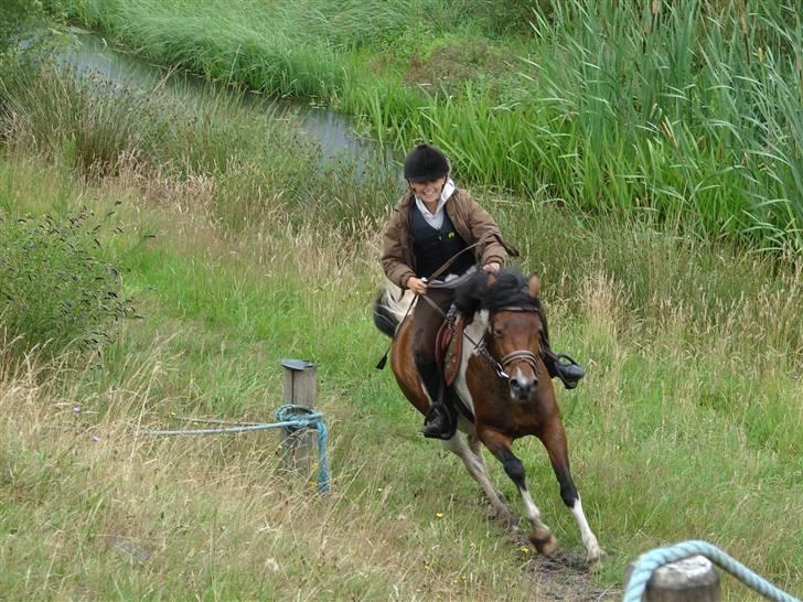 Anden særlig race sweet Pinto#SOLGT# billede 10