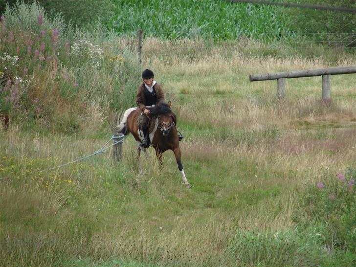 Anden særlig race sweet Pinto#SOLGT# billede 11