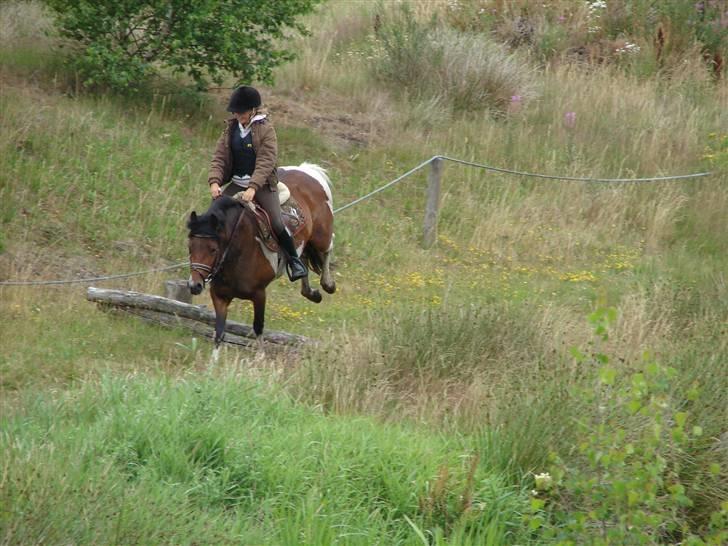 Anden særlig race sweet Pinto#SOLGT# billede 12