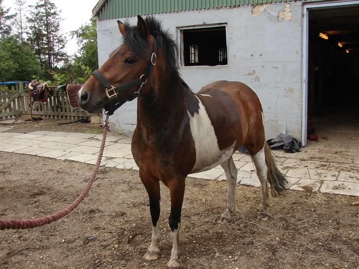 Anden særlig race sweet Pinto#SOLGT# billede 13