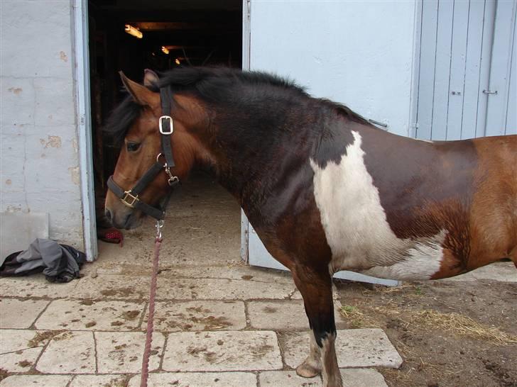 Anden særlig race sweet Pinto#SOLGT# billede 14