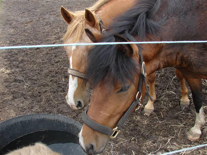 Anden særlig race sweet Pinto#SOLGT# billede 15