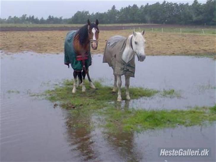 Arabisk fuldblod (OX) Classic Touch ox billede 8