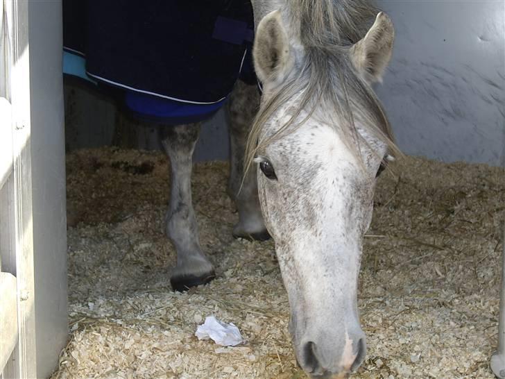 New Forest Laterne |B-pony  - Terne i lastbilen til JBK (: billede 12