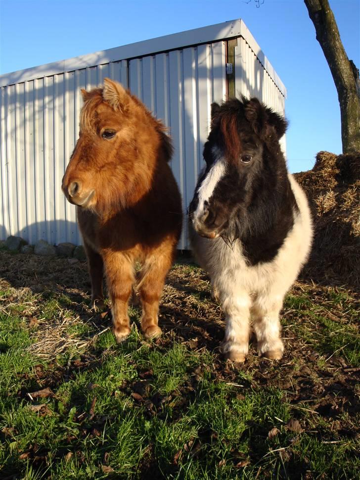 Shetlænder Fister billede 8